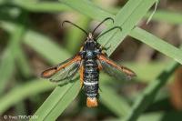 Pyropteron chrysidiforme