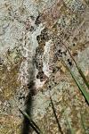 Epirrhoe alternata