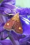 Pyrausta aurata