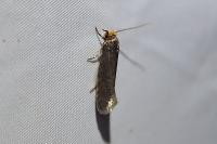Cephimallota crassiflavella