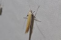 Aspilapteryx tringipennella