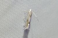 Phyllocnistis unipunctella