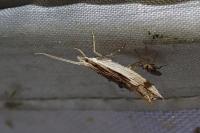 Ypsolopha scabrella
