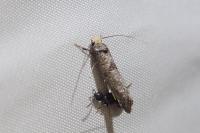 Paraswammerdamia nebulella