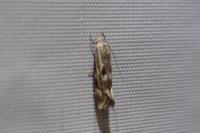 Elachista utonella