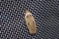 Agonopterix yeatiana