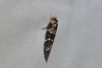 Mompha subbistrigella
