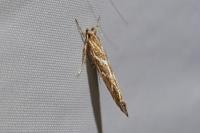 Pyroderces argyrogrammos