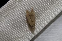 Teleiodes vulgella