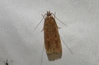 Helcystogramma triannulella