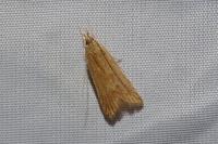 Helcystogramma rufescens