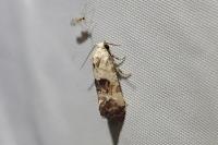Cochylis posterana