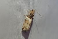 Gypsonoma aceriana