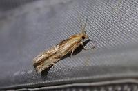 Eucosma cana