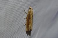 Eucosma obumbratana