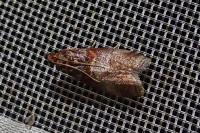 Acrobasis advenella