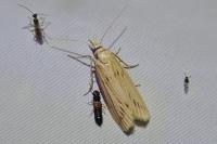 Ematheudes punctella