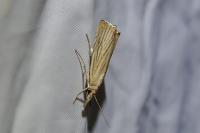 Chrysoteuchia culmella