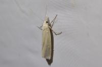 Crambus perlellus