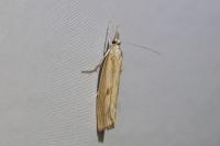 Agriphila inquinatella