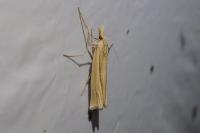 Ancylolomia tentaculella