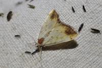 Evergestis extimalis
