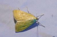 Sitochroa verticalis