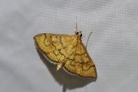 Anania verbascalis
