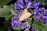 Udea ferrugalis
