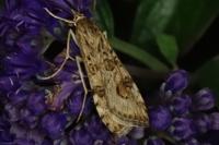 Nomophila noctuella
