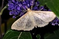 Patania ruralis