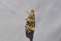 Celypha lacunana