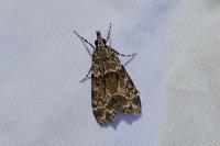 Eudonia mercurella