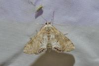 Cataclysta lemnata