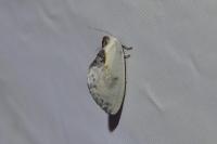 Cilix glaucata