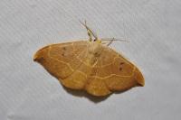 Watsonalla binaria