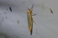 Manulea complana