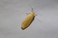 Wittia sororcula