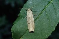 Pelosia muscerda
