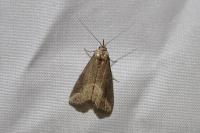 Schrankia costaestrigalis
