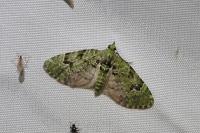 Chloroclystis v-ata