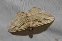 Costaconvexa polygrammata