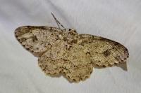 Ectropis crepuscularia