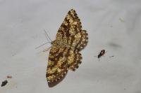 Ematurga atomaria