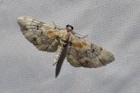 Eupithecia linariata