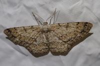 Hypomecis punctinalis