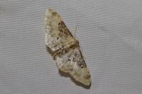 Idaea filicata