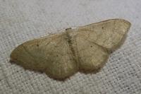 Idaea straminata