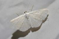 Scopula caricaria