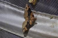 Xanthorhoe ferrugata